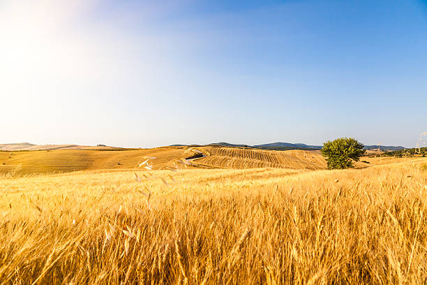 sol de verão é beijar um campo de trigo - clear sky italy tuscany image imagens e fotografias de stock
