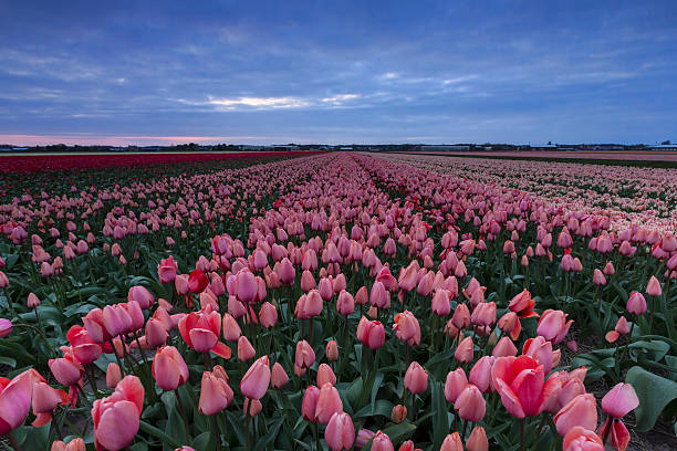 istock Stormy sky above a pink and red dutch tulip field 489544111