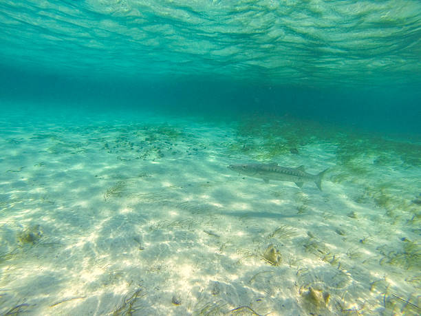 istock Photo taken in Belize 489544585