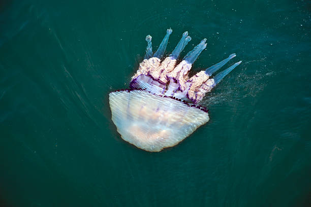 medusa na água - scyphozoan imagens e fotografias de stock