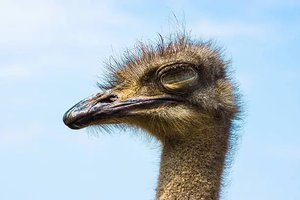ostrich young long neck sleep  eyes with  strong beak and gray feathers