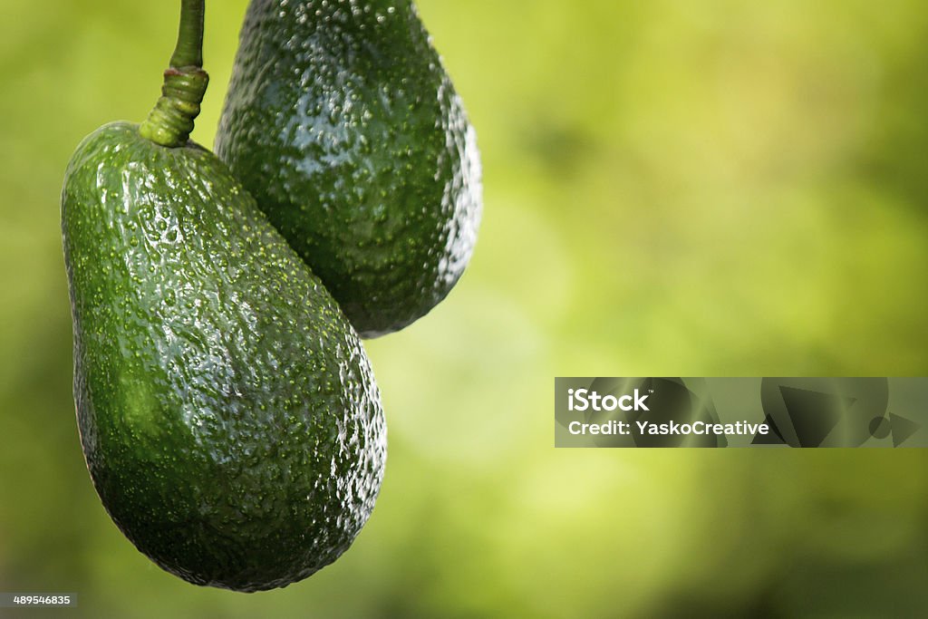 Hass Avocados on Tree A close up of a two Hass Avocados hanging from a tree. Avocado Stock Photo