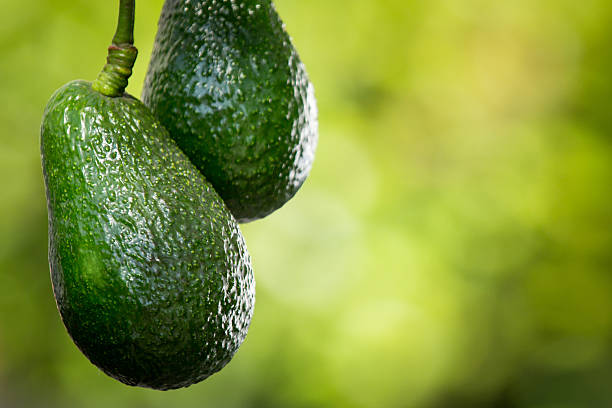 Hass Avocados on Tree A close up of a two Hass Avocados hanging from a tree. hass avocado stock pictures, royalty-free photos & images