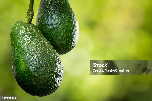 Hass Avocados On Tree Stock Photo - Download Image Now - Avocado, Crop - Plant, Tree