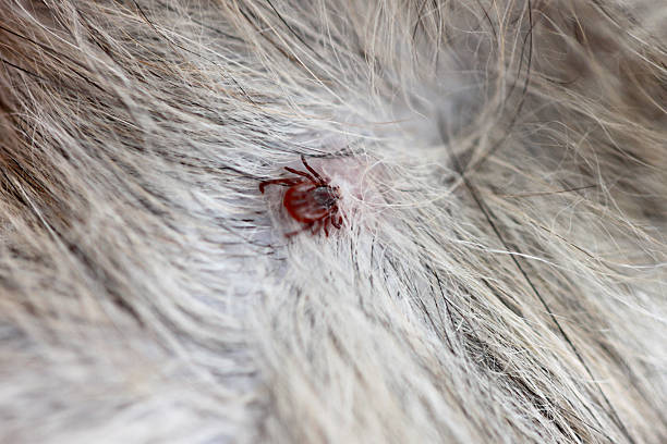istock close up the dog ticks. 489547025