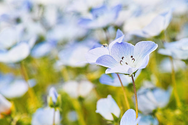 nemophila