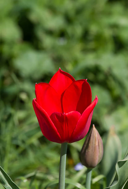 istock Red Tulip Flower - Flor Tulipan Rojo 489547645