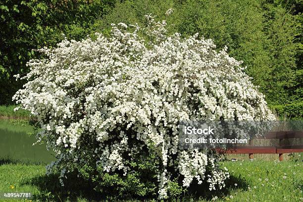 Spirea Im Frühling Stockfoto und mehr Bilder von Hausgarten - Hausgarten, Baum, Baumblüte