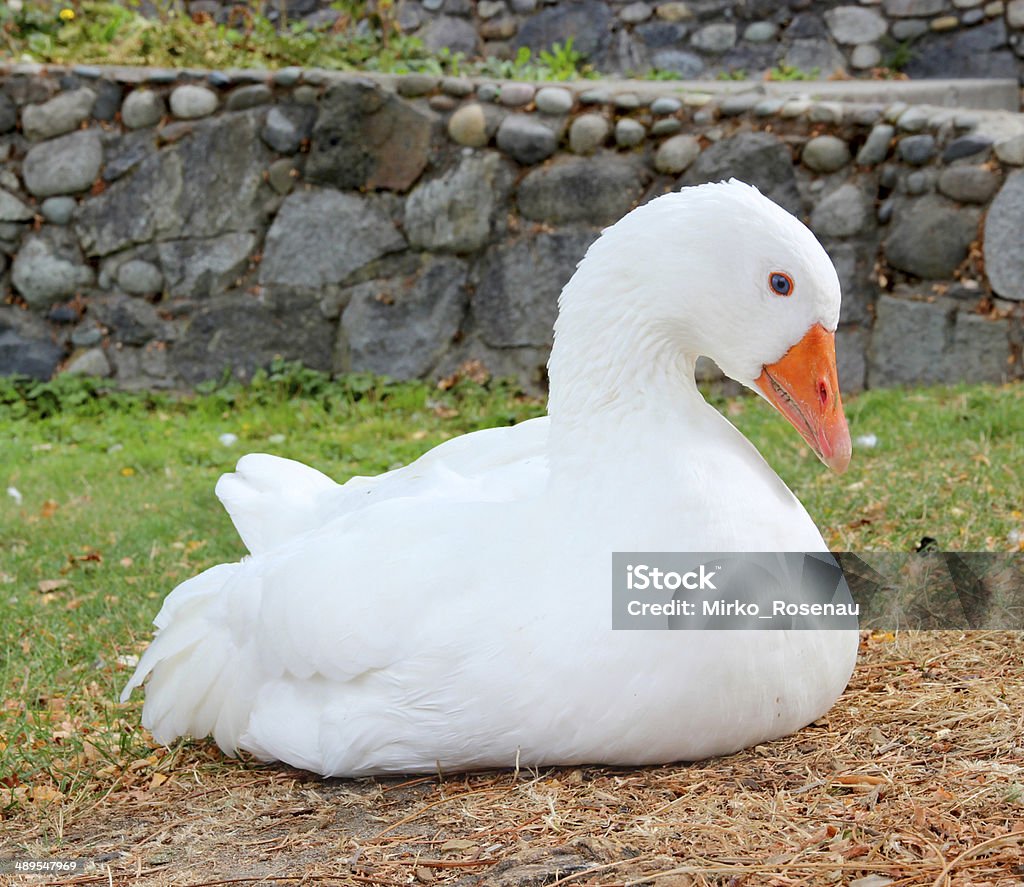 White goose White goose sitting in grass. Animal Stock Photo