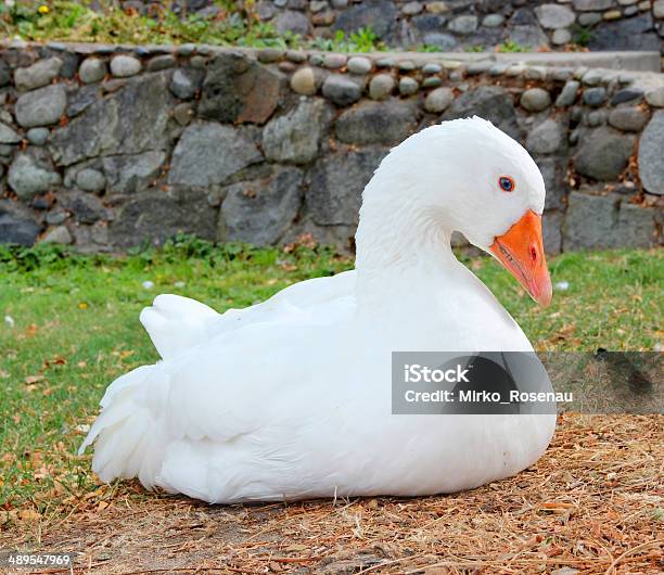 White Goose Stock Photo - Download Image Now - Animal, Animal Body Part, Animal Head