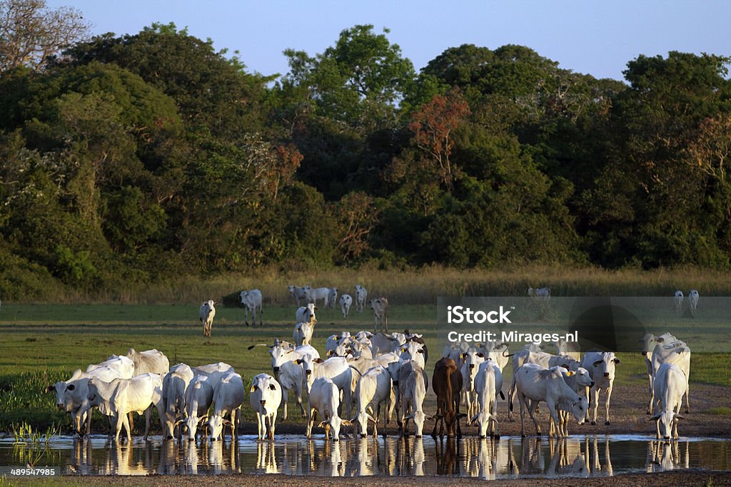 Herde von Indisches Hausrind auf einem Bauernhof im Pantanal, Brasilien. - Lizenzfrei Pantanal-Feuchtgebiet Stock-Foto