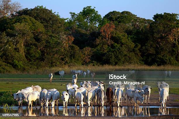 Herde Von Indisches Hausrind Auf Einem Bauernhof Im Pantanal Brasilien Stockfoto und mehr Bilder von Pantanal-Feuchtgebiet