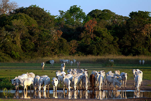 Herd of Brahman cattle on a Pantanal farm, Brazil. Herd of Brahman cattle in the late sunlight on a Pantanal farm. Southern Pantanal, Mato Grosso do Sul, Brazil. pantanal wetlands photos stock pictures, royalty-free photos & images