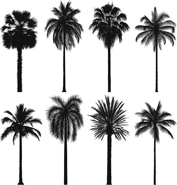 ilustrações, clipart, desenhos animados e ícones de incrivelmente detalhados palmeiras - palm tree coconut palm tree vector tree