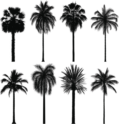 Eight highly detailed palm tree silhouettes. Each leaf has been slavishly traced to give high detail.