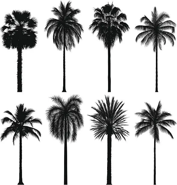 Vector illustration of Incredibly Detailed Palm Trees