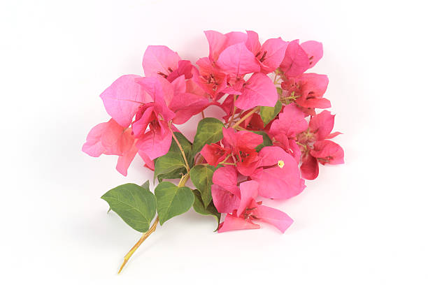istock Pink bougainvillea 489549001