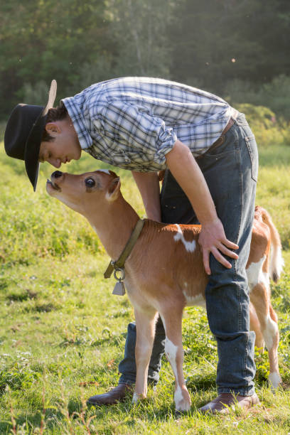 istock Young Rancher and Baby Bull Calf 489554102