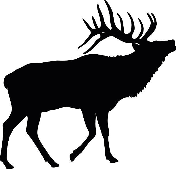 illustrazioni stock, clip art, cartoni animati e icone di tendenza di elk deer silhouette - cervo maschio