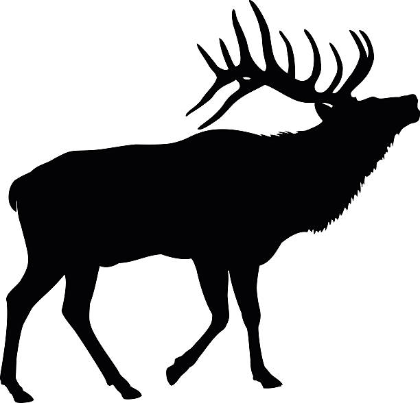 Elk Deer Silhouette Elk bull making a mating call zoology stock illustrations