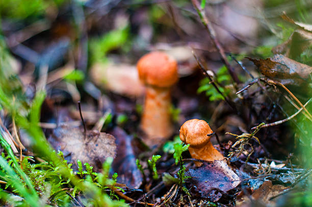 cortinarius allutus 버섯 또 리튜아니아어 숲 - 끈적버섯과 이미지 뉴스 사진 이미지