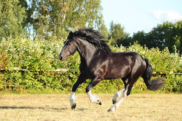 istock Shire horse galloping on summer meadow 489554810