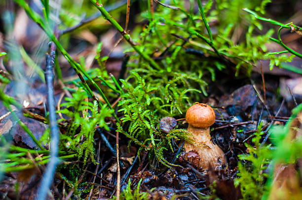 cortinarius allutus 버섯 또 리튜아니아어 숲 - 끈적버섯과 이미지 뉴스 사진 이미지