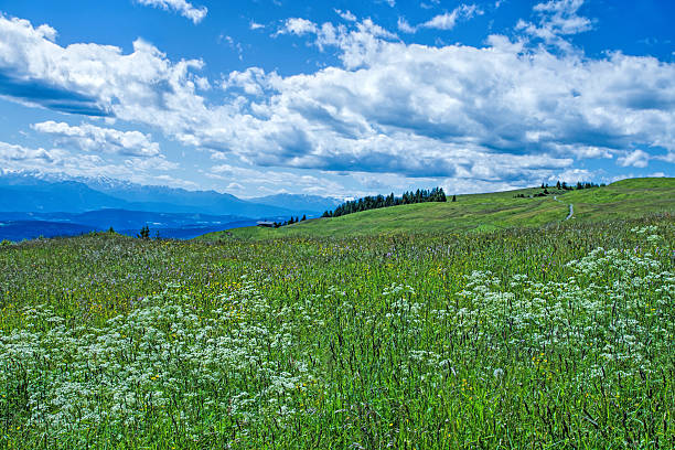 istock Mountain in South-Tirol 489555762