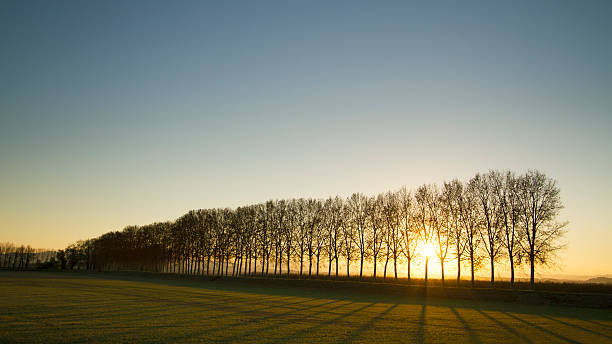 istock Winter sun over line of trees 489556574
