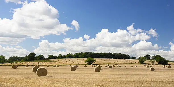Cylindrical straw bales in harvested fields in Wherstead, near Ipswich, Suffolk on a warm, sunny day in late August.