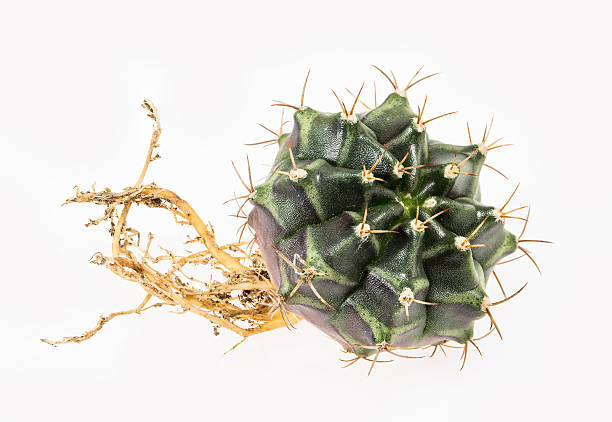 cactus bellissimo - flower desert single flower cactus foto e immagini stock
