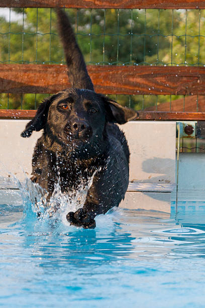 istock young female Labrador retriever diving in the pool 489558172