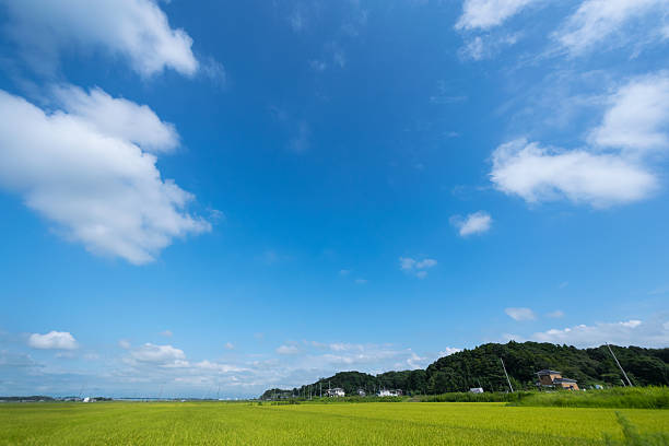 istock Blue Sky and the Ricefield 489558618
