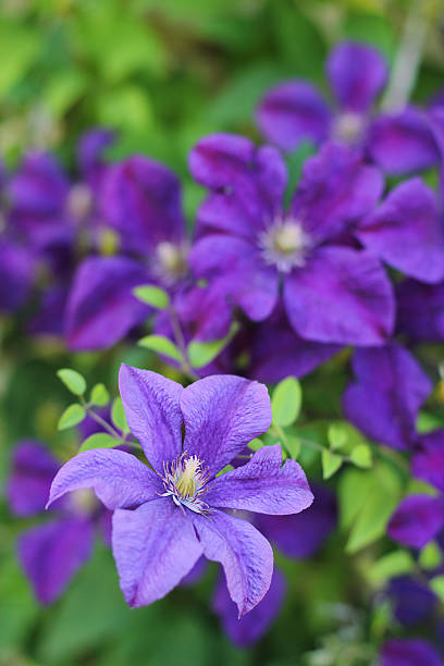 Ackmanii Clematis in garden stock photo