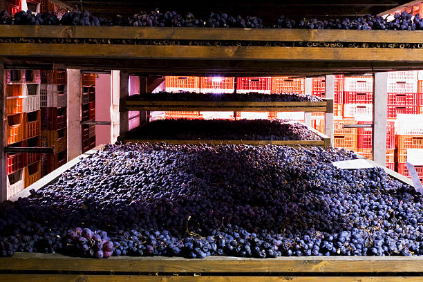 Bunches of grapes used for Amarone, drying on mats called 'arelle' to increase sugar content.