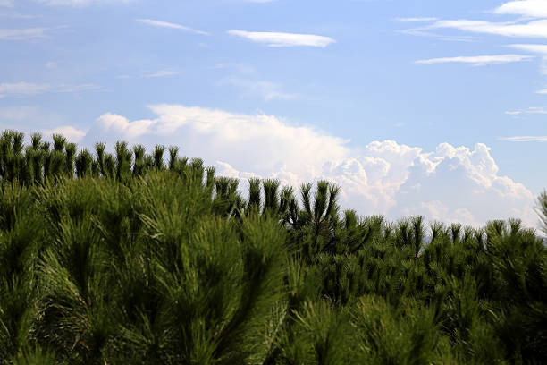 Pine tree nature stock photo