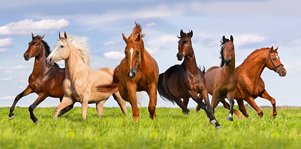 Horse herd