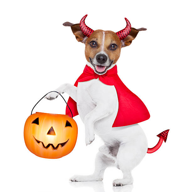 istock trick or treat dog 489563624