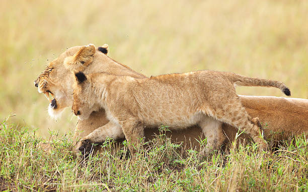 istock Lion cub and mother 489564702