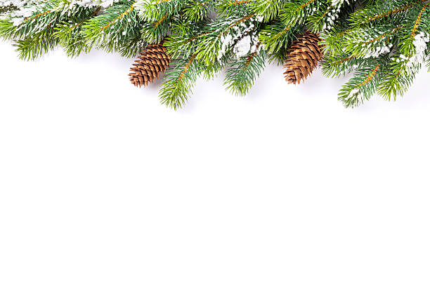 Christmas tree branch with snow and pine cones Christmas tree branch with snow and pine cones. Isolated on white background with copy space christmas pine cone frame branch stock pictures, royalty-free photos & images