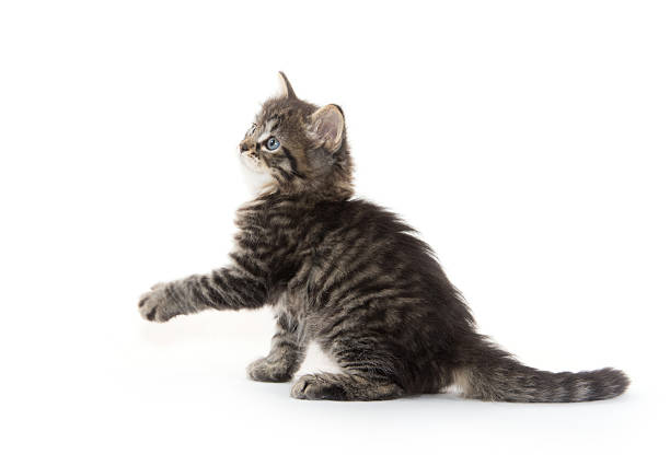 istock Cute baby tabby kitten on white 489565856