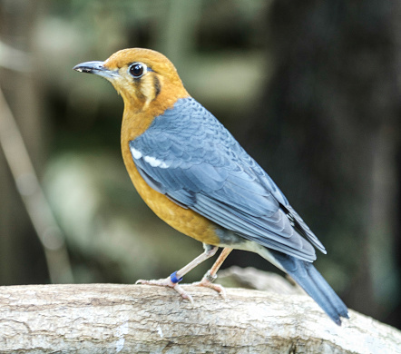 Thrush on a log.