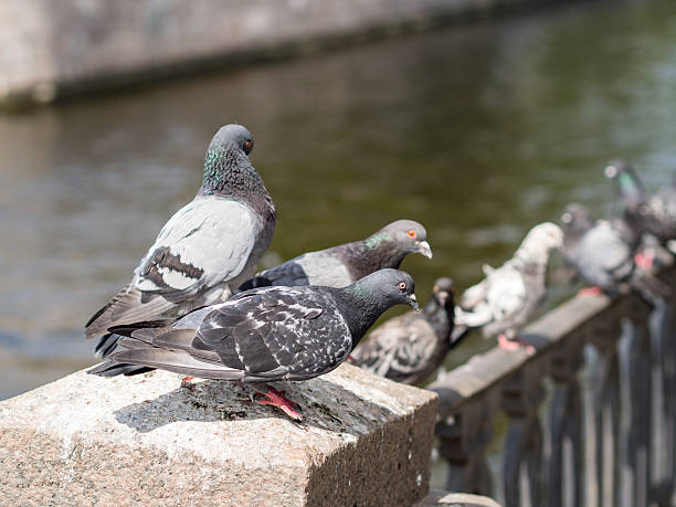 istock flock of pigeons near water 489567128