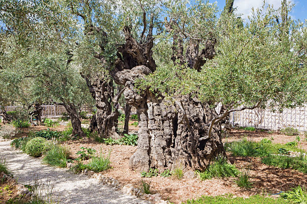 istock Jerusalem - old olive tree before Church of All Nations 489567452