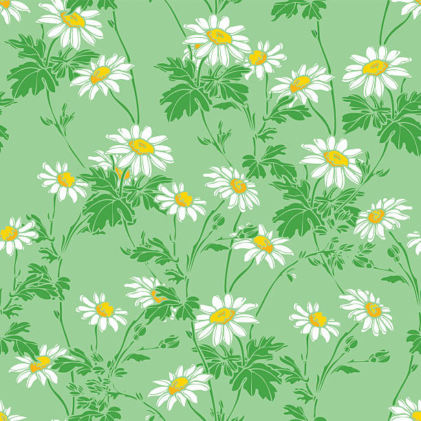 ilustraciones, imágenes clip art, dibujos animados e iconos de stock de patrón sin costuras con camomile flowers - chamomile entertainment nature leaf