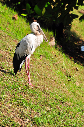 The Asian Openbill is a large wading bird in Thailand