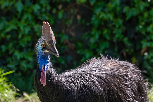 wild animal stock photo