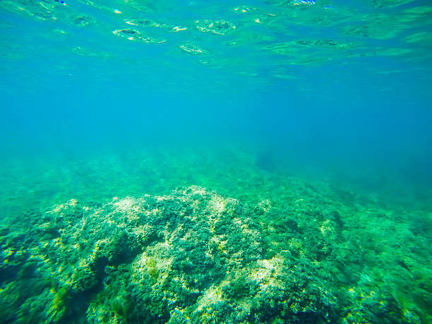istock green sea floor in Sardinia 489568640