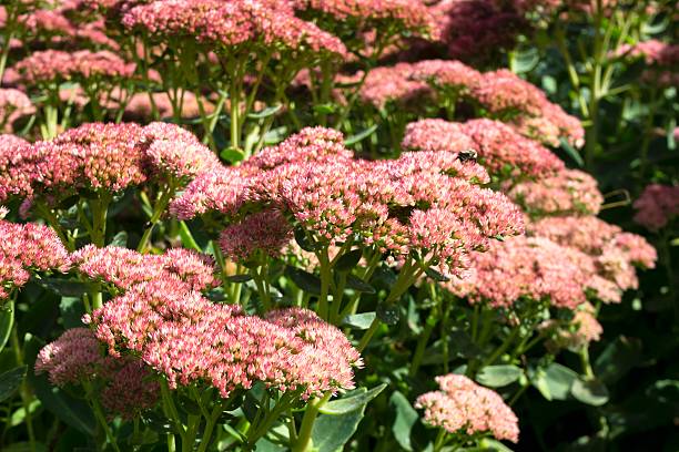 istock Red Sedum Garden 489568734