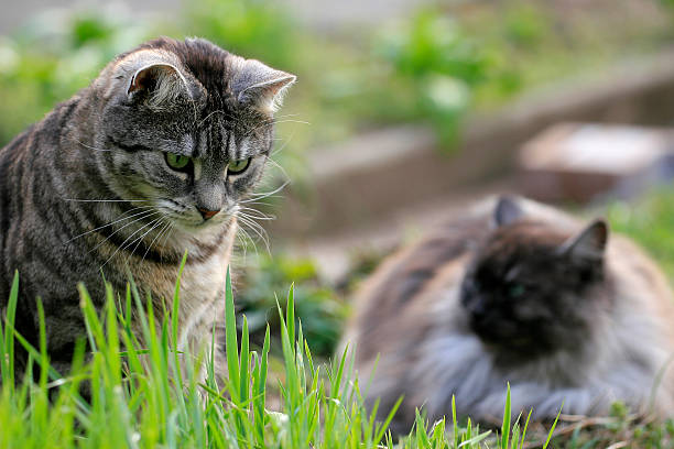 istock Domestic cat and maincoon mix 489568820